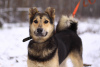 Photo №1. chien bâtard - à vendre en ville de Москва | Gratuit | Annonce №90680