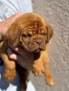 Photo №2 de l'annonce № 102896 de la vente dogue de bordeaux - acheter à Serbie annonce privée