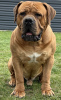 Photos supplémentaires: Chiots Boerboel Mastiff sud-africains