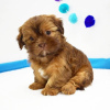 Photo №2 de l'annonce № 42828 de la vente shih tzu - acheter à USA éleveur