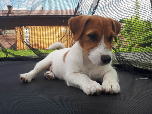 Photo №1. jack russell terrier - à vendre en ville de Moscou | 496€ | Annonce №2533