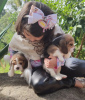 Photo №1. beagle - à vendre en ville de Франкфурт-на-Майне | 360€ | Annonce №123012