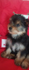 Photo №1. yorkshire terrier - à vendre en ville de Minsk | 286€ | Annonce №116115