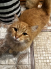 Photo №3. Tosha, la jeune et belle chatte rouge et affectueuse, est entre de bonnes mains. Fédération de Russie