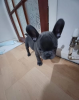 Photo №1. bouledogue - à vendre en ville de Tallinn | 331€ | Annonce №127517