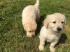 Photo №3. Magnifiques chiots golden retriever en adoption gratuite. Allemagne