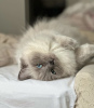 Photo №1. ragdoll - à vendre en ville de Гамбург | 350€ | Annonce № 101785