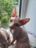 Photo №1. sphynx - à vendre en ville de Гамбург | 500€ | Annonce № 55150