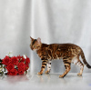 Photo №1. bengal - à vendre en ville de Minsk | 179€ | Annonce № 120911