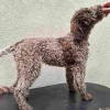 Photos supplémentaires: Chiots Lagotto Romagnolo