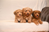 Photo №3. Chiots Bichon Bichon Havanais. Serbie