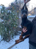 Photo №1. dobermann - à vendre en ville de Dnipro | 962€ | Annonce №33535