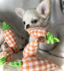 Photo №1. chihuahua - à vendre en ville de New york | 284€ | Annonce №103377