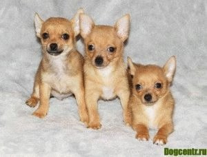 Photo №1. chihuahua - à vendre en ville de Helsinki | Négocié | Annonce №4018