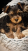 Photo №3. Chiots Yorkshire Terrier. Pologne