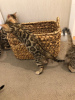 Photos supplémentaires: Chatons Bengal Cats passionnés disponibles à l'adoption