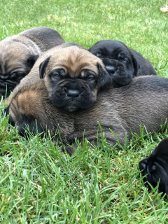 Photo №3. Première vente de chiots Cane Corso. Ukraine