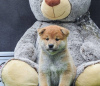 Photos supplémentaires: Chiots Shiba Inu