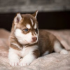 Photo №1. husky de sibérie - à vendre en ville de Bielsko-Biała | 300€ | Annonce №90311