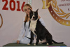 Photo №3. Homme Am.Staff.Terrier, chenil-KSU-FCI en Ukraine. Annonce № 7651