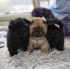 Photos supplémentaires: Chiots mâles Chow Chow à vendre !