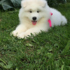 Photos supplémentaires: CHIOTS SAMOYED MIGNONS DISPONIBLES À LA VENTE