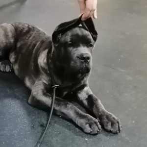 Photo №4. Je vais vendre cane corso en ville de Chelyabinsk. éleveur - prix - 0€