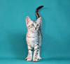 Photo №3. La chatterie propose à la vente des chatons mau égyptiens.. Fédération de Russie