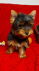 Photos supplémentaires: Chiots yorkshire terrier à vendre