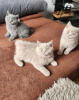 Photo №1. british shorthair - à vendre en ville de Station Nord | Gratuit | Annonce № 116885