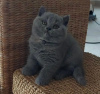 Photo №1. british shorthair - à vendre en ville de Raleigh | 237€ | Annonce № 104285