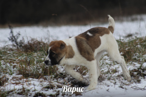 Photos supplémentaires: Chiots de haute race du berger d'Asie centrale