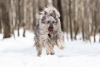 Photos supplémentaires: Un beau chien entre de bonnes mains.