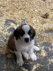 Photo №1. saint-bernard - à vendre en ville de Хилверсум | Gratuit | Annonce №123955