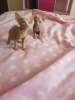 Photo №3. Deux beaux chatons sphynx.. USA
