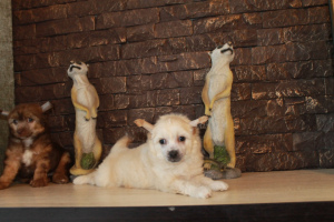 Photo №4. Je vais vendre chien chinois à crête en ville de Izhevsk. de la fourrière - prix - 0€