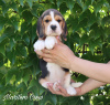 Photo №4. Je vais vendre beagle en ville de Стамбул. de la fourrière - prix - 473€