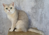 Photo №1. british shorthair - à vendre en ville de Dubai | 663€ | Annonce № 108555