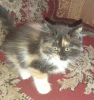 Photo №1. chat de gouttière - à vendre en ville de Tchekhov | 3€ | Annonce № 11387