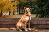 Photo №2 de l'annonce № 97189 de la vente chien bâtard - acheter à Fédération de Russie de l'abri