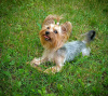 Photo №2 de l'annonce № 105750 de la vente yorkshire terrier - acheter à Pologne annonce privée