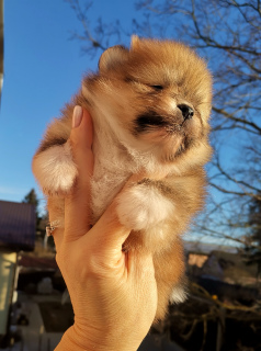 Photo №4. Je vais vendre spitz nain en ville de Saint-Pétersbourg. de la fourrière, éleveur - prix - 656€