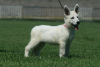 Photos supplémentaires: Chiots Berger Blanc Suisse