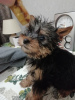 Photos supplémentaires: Chiots Yorkie/Kawaiiork