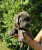 Photo №2 de l'annonce № 119974 de la vente cane corso - acheter à Serbie 