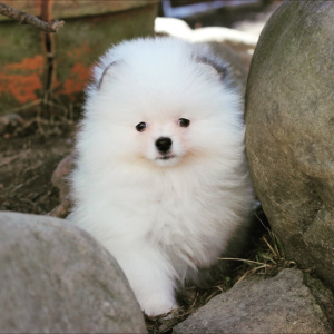 Photo №3. Saint-Pétersbourg. Kennel RKF Zolotko Moy propose des chiots de race Spitz. Fédération de Russie