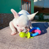 Photos supplémentaires: Продаются очаровательные щенки французского бульдога