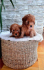 Photo №3. Chiots mini caniche. Serbie