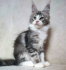 Photo №4. Je vais vendre maine coon en ville de West Palm Beach. annonce privée - prix - 379€