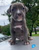 Photo №4. Je vais vendre american pit bull terrier en ville de Żabalj. annonce privée - prix - négocié